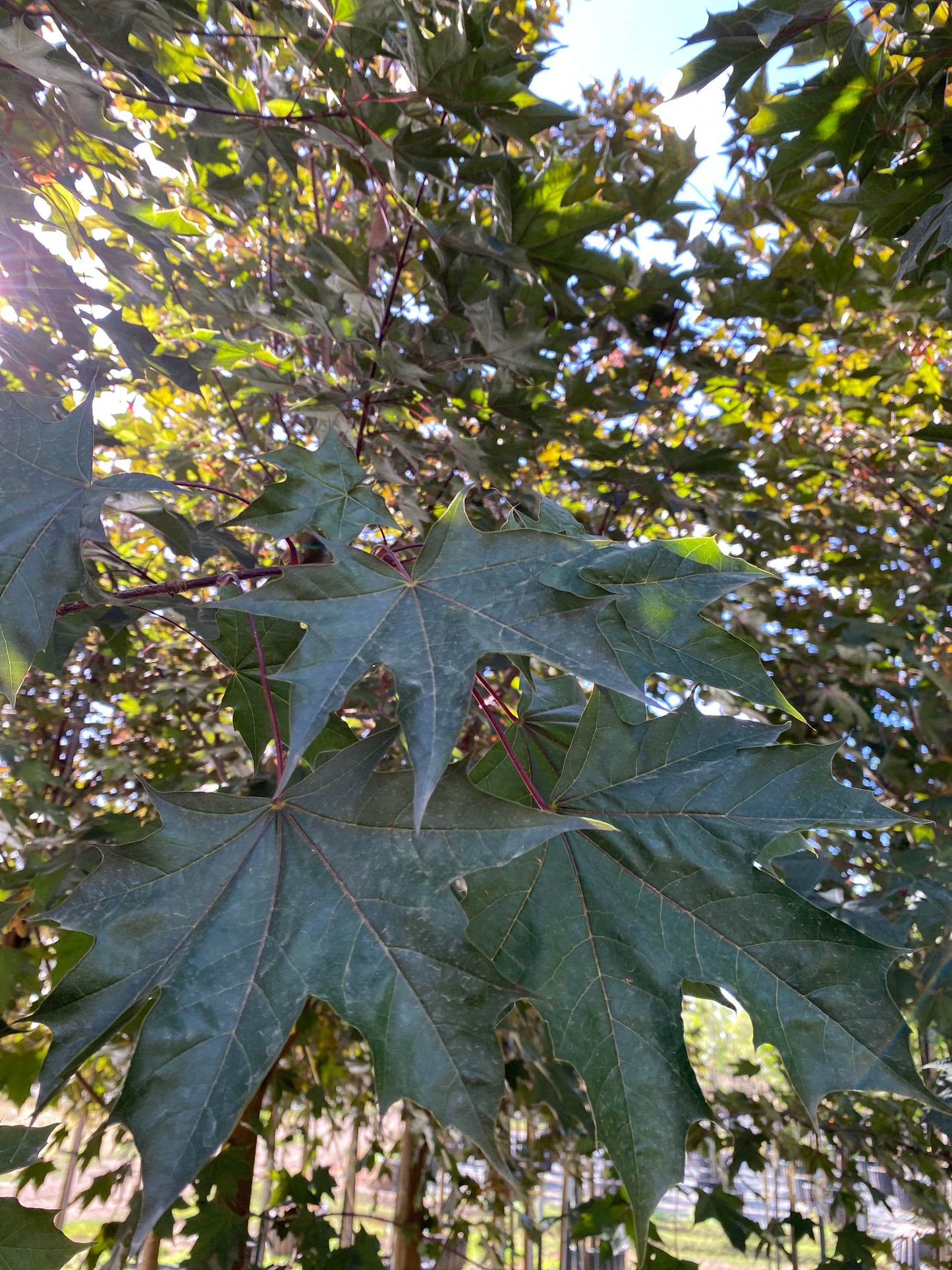 Crimson Sunset® Maple