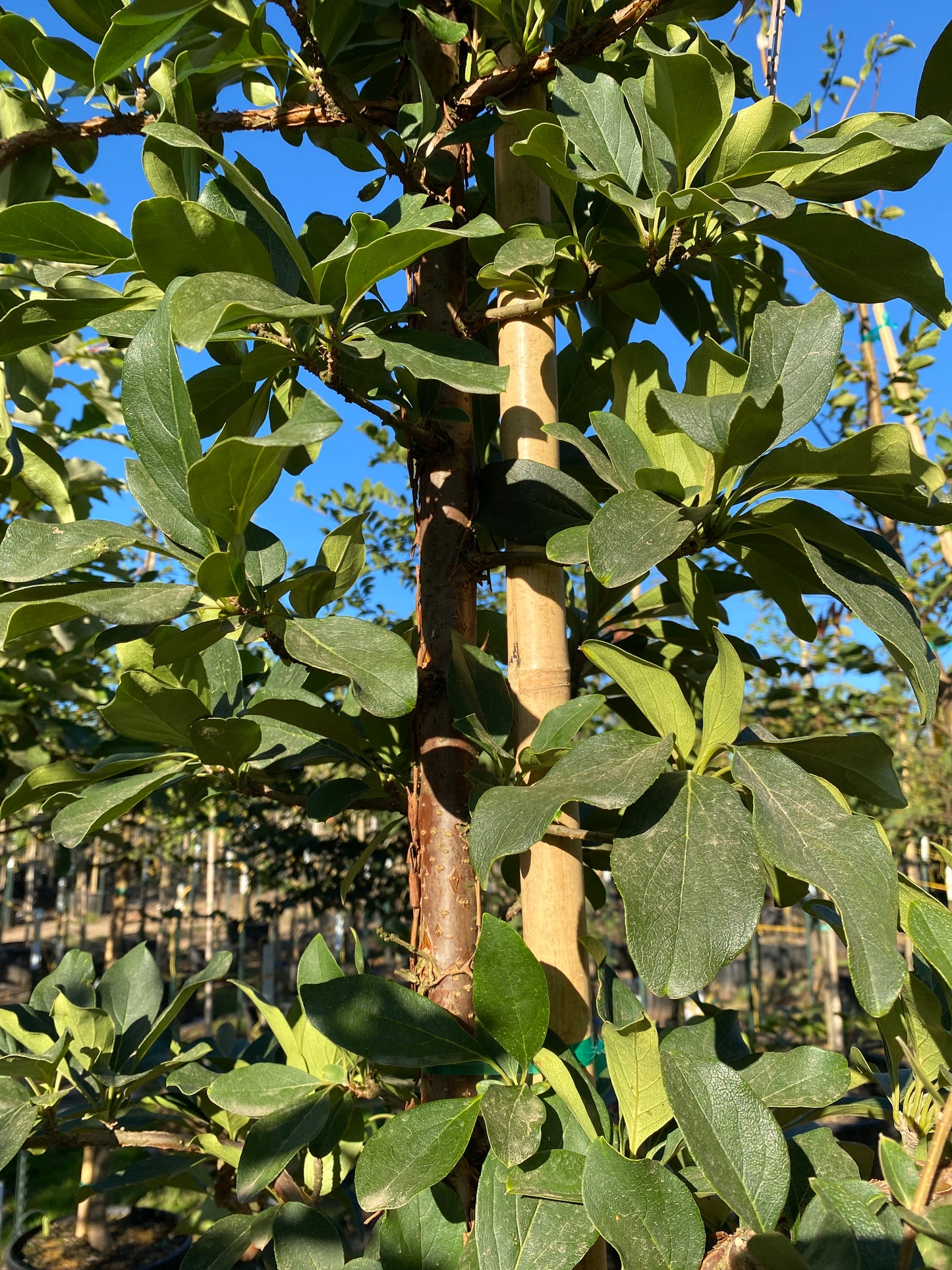 Chinese Fringe Tree