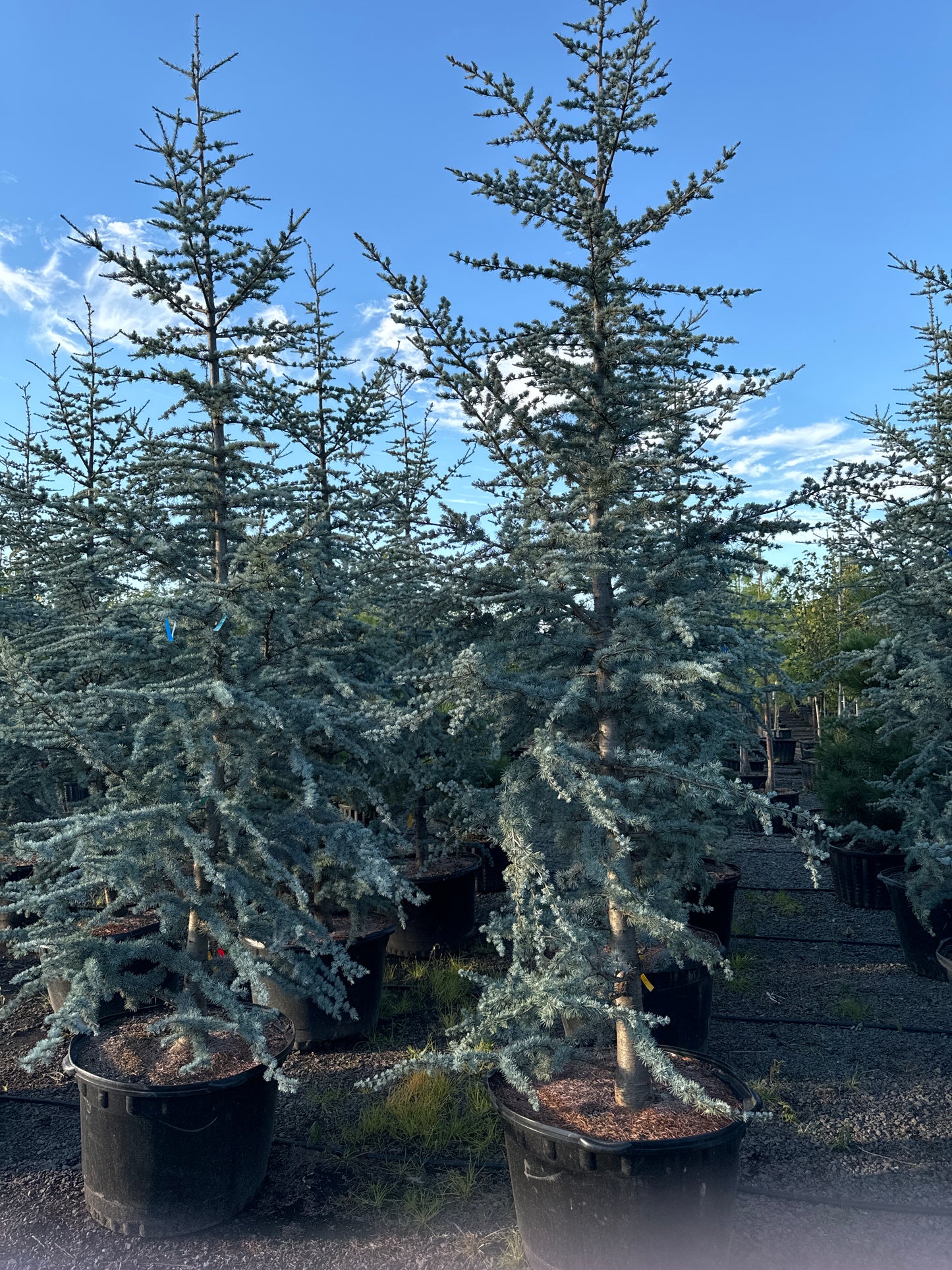 Blue Atlas Cedar