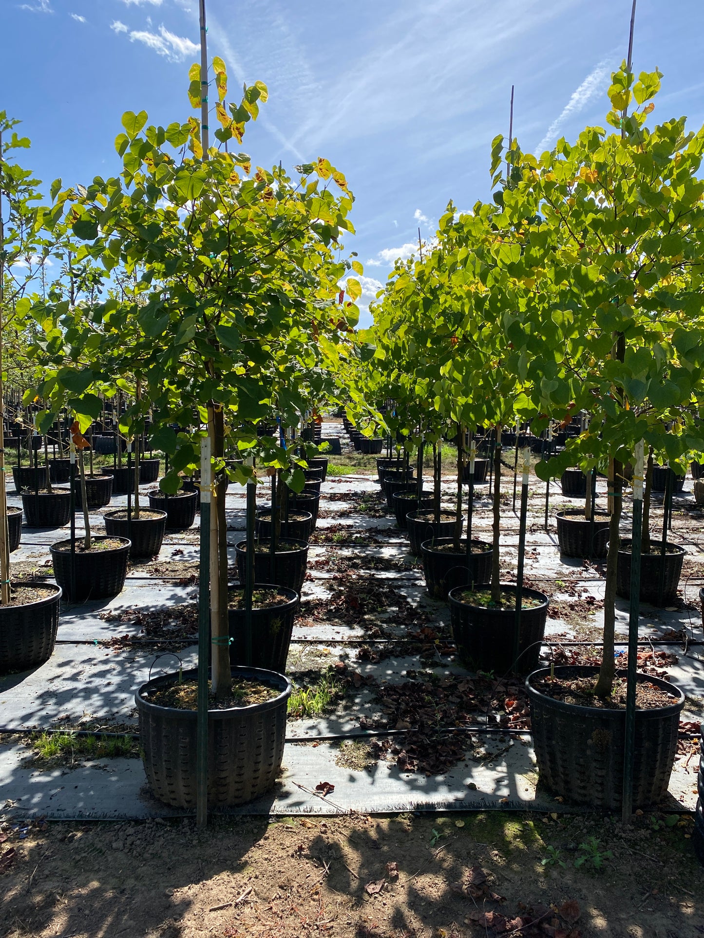 Eastern Redbud