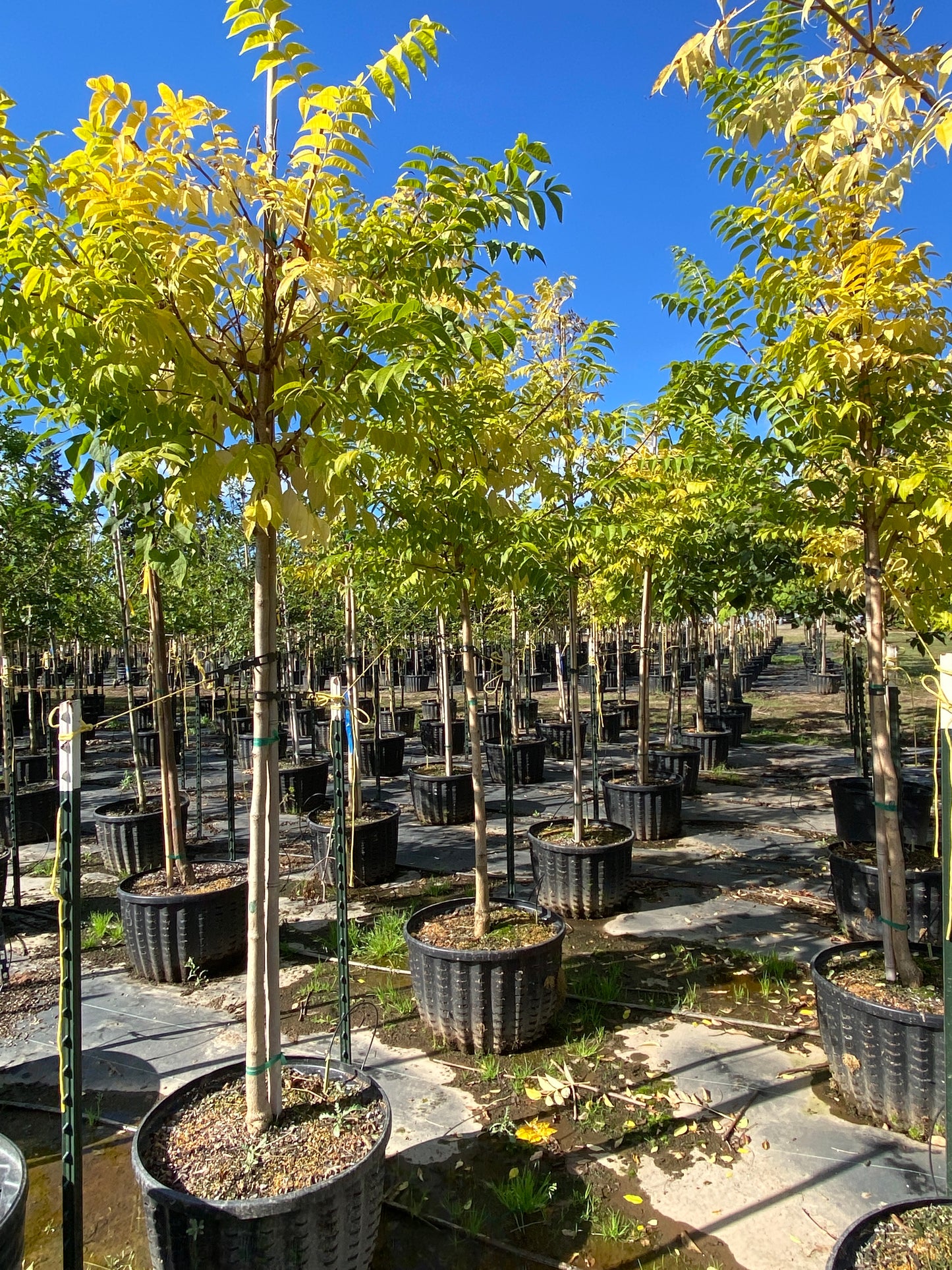 Eye Stopper™ Cork Tree