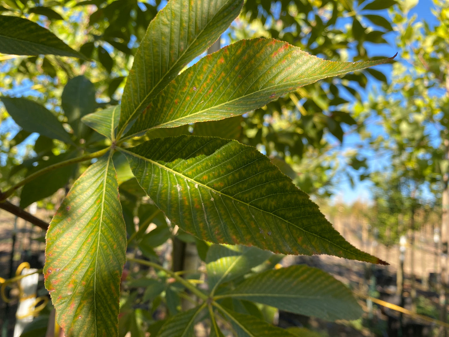 Autumn Splendor Horsechestnut