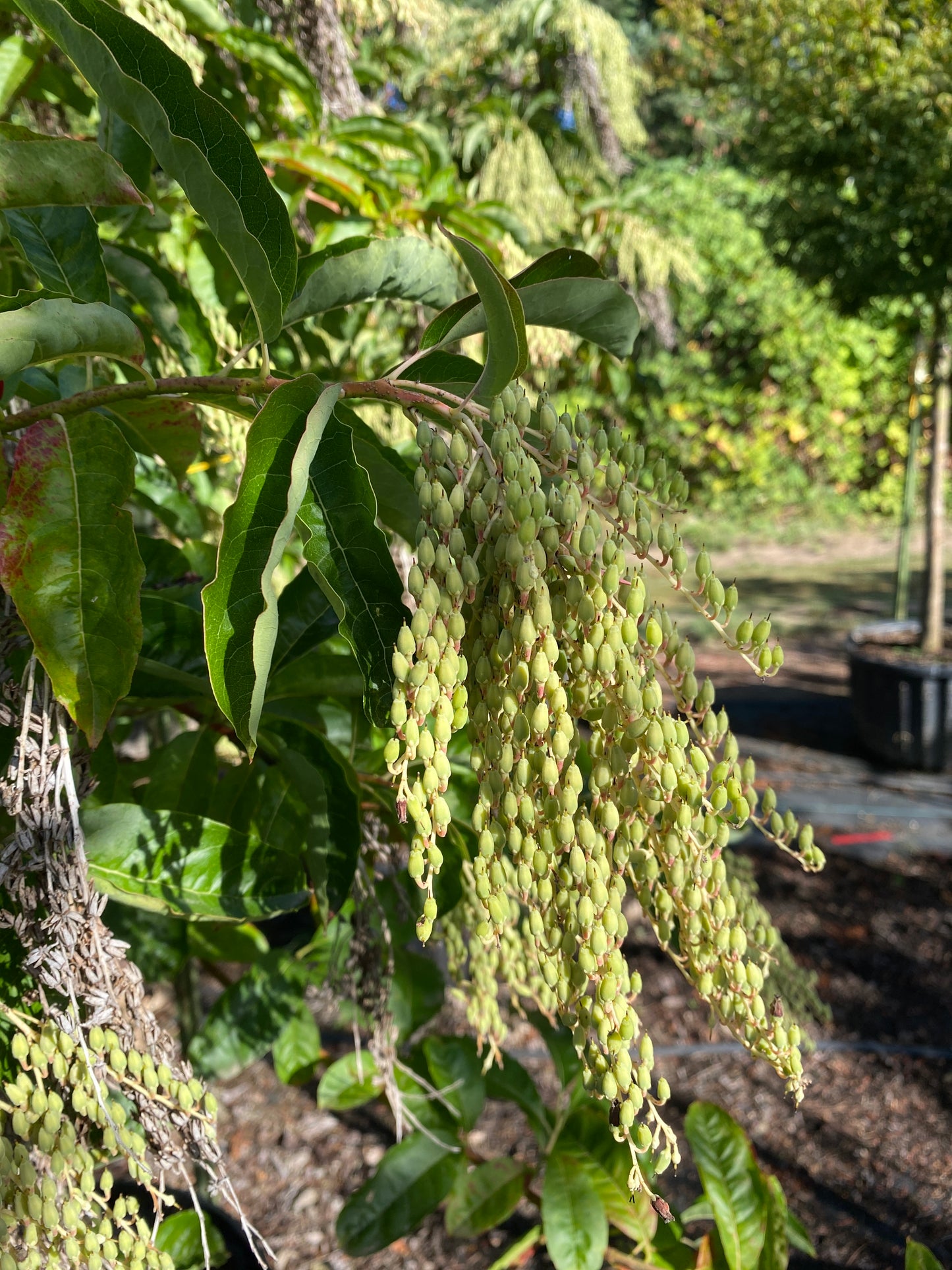 Sourwood Tree