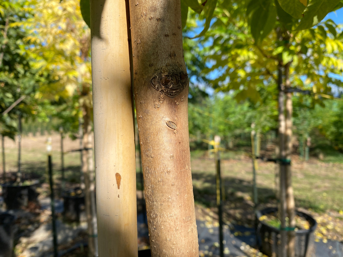 Eye Stopper™ Cork Tree