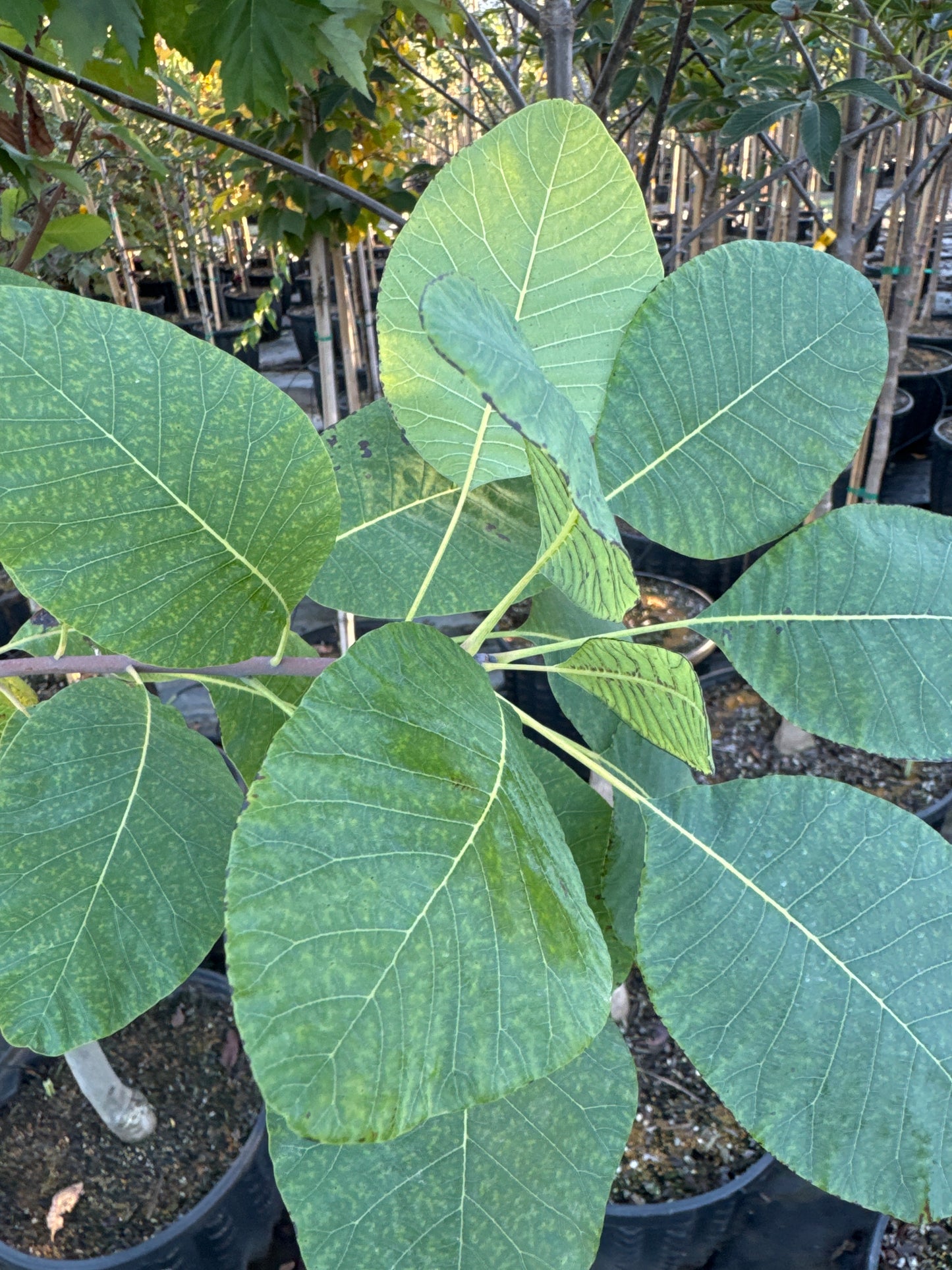 American Smoke Tree