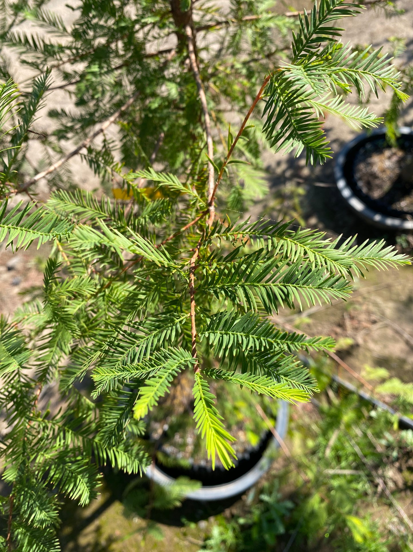 Bald Cypress