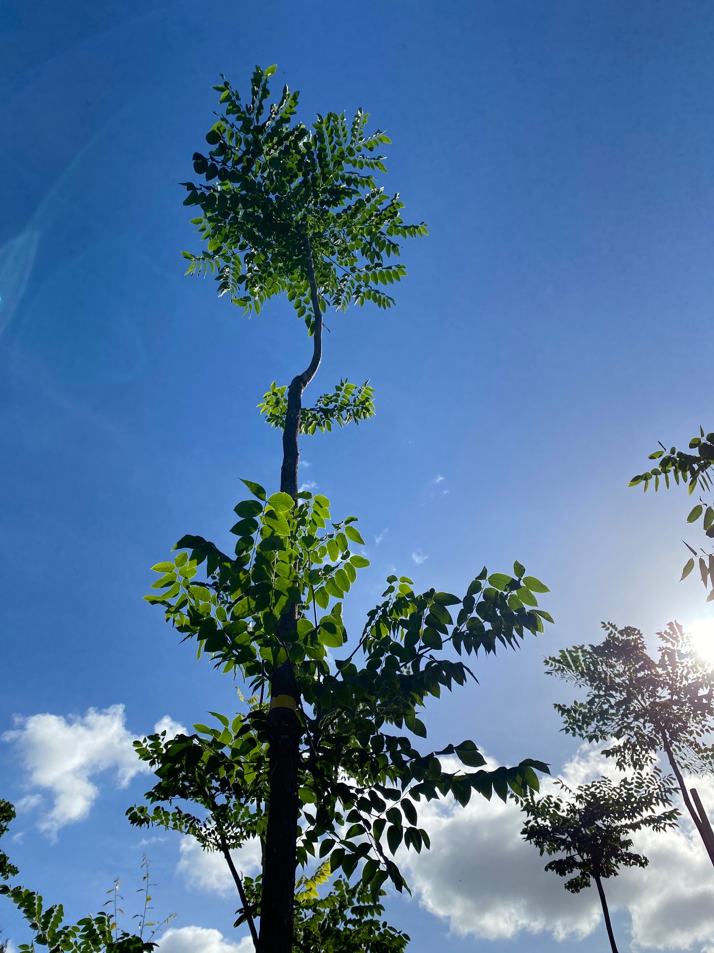 Kentucky Coffeetree