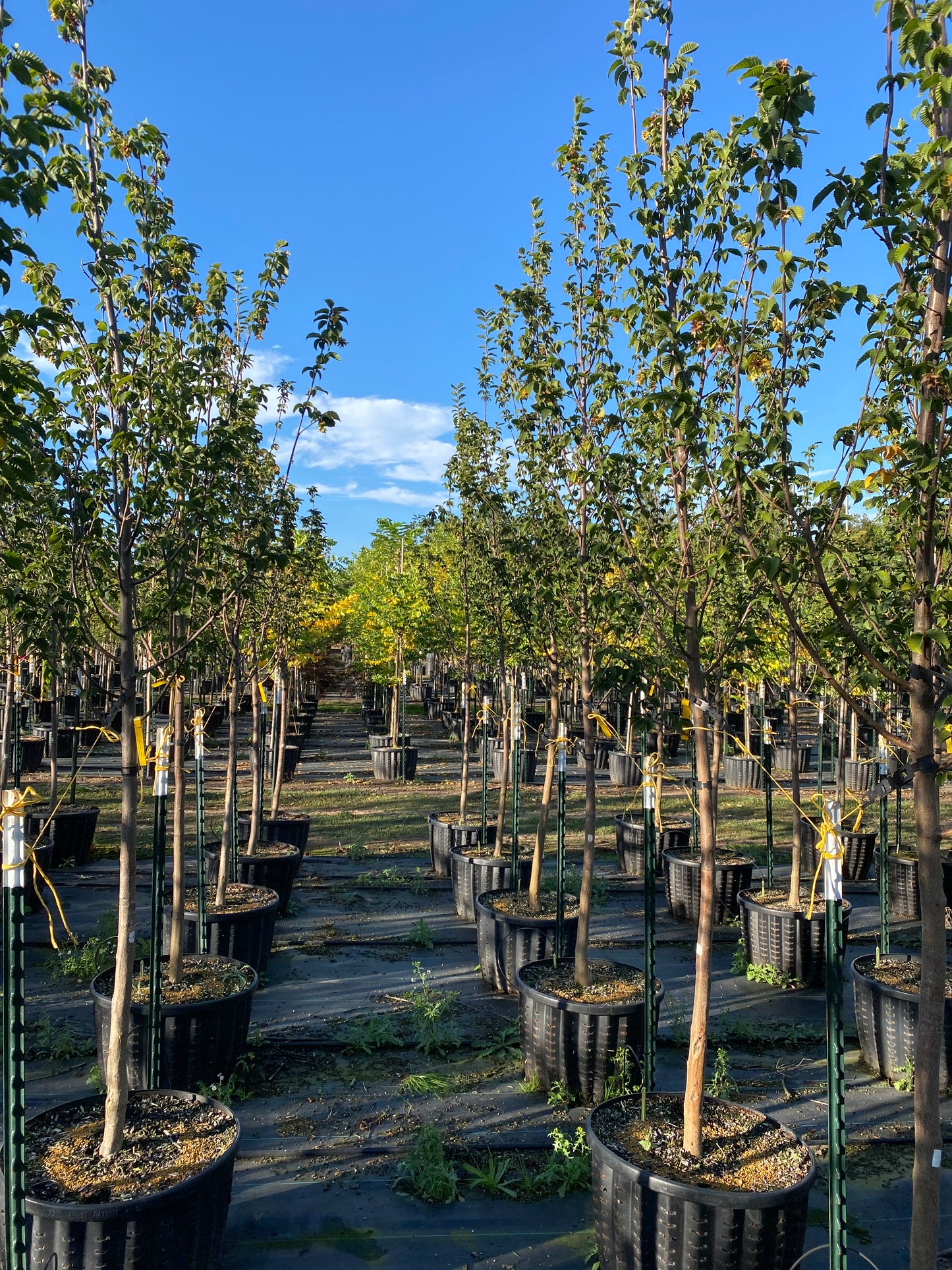 Emerald Avenue® Hornbeam