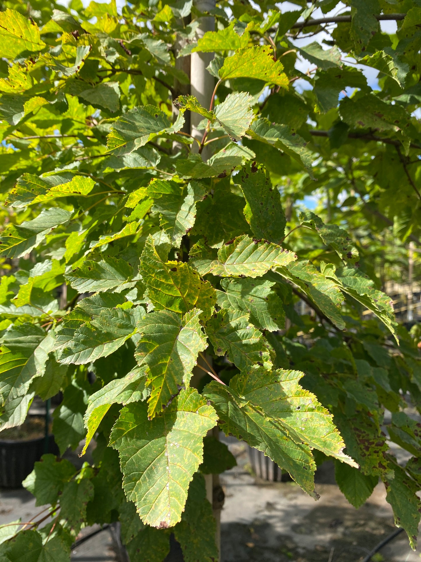 Pattern Perfect Tatarian Maple