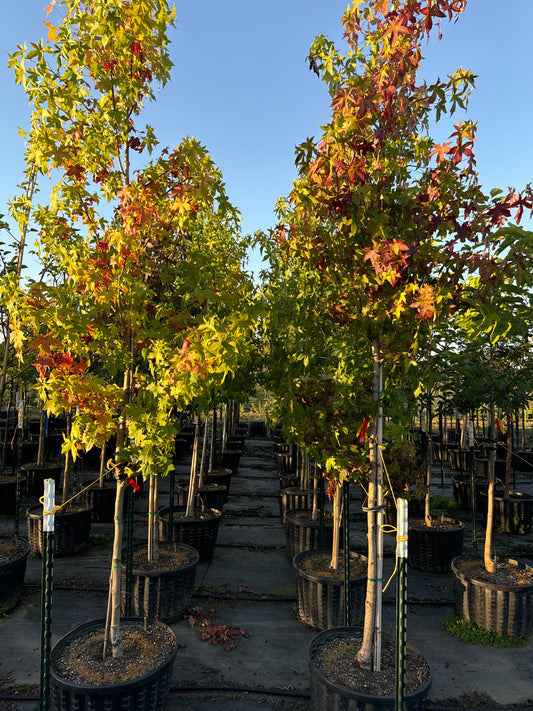 Happidaze® Sweetgum