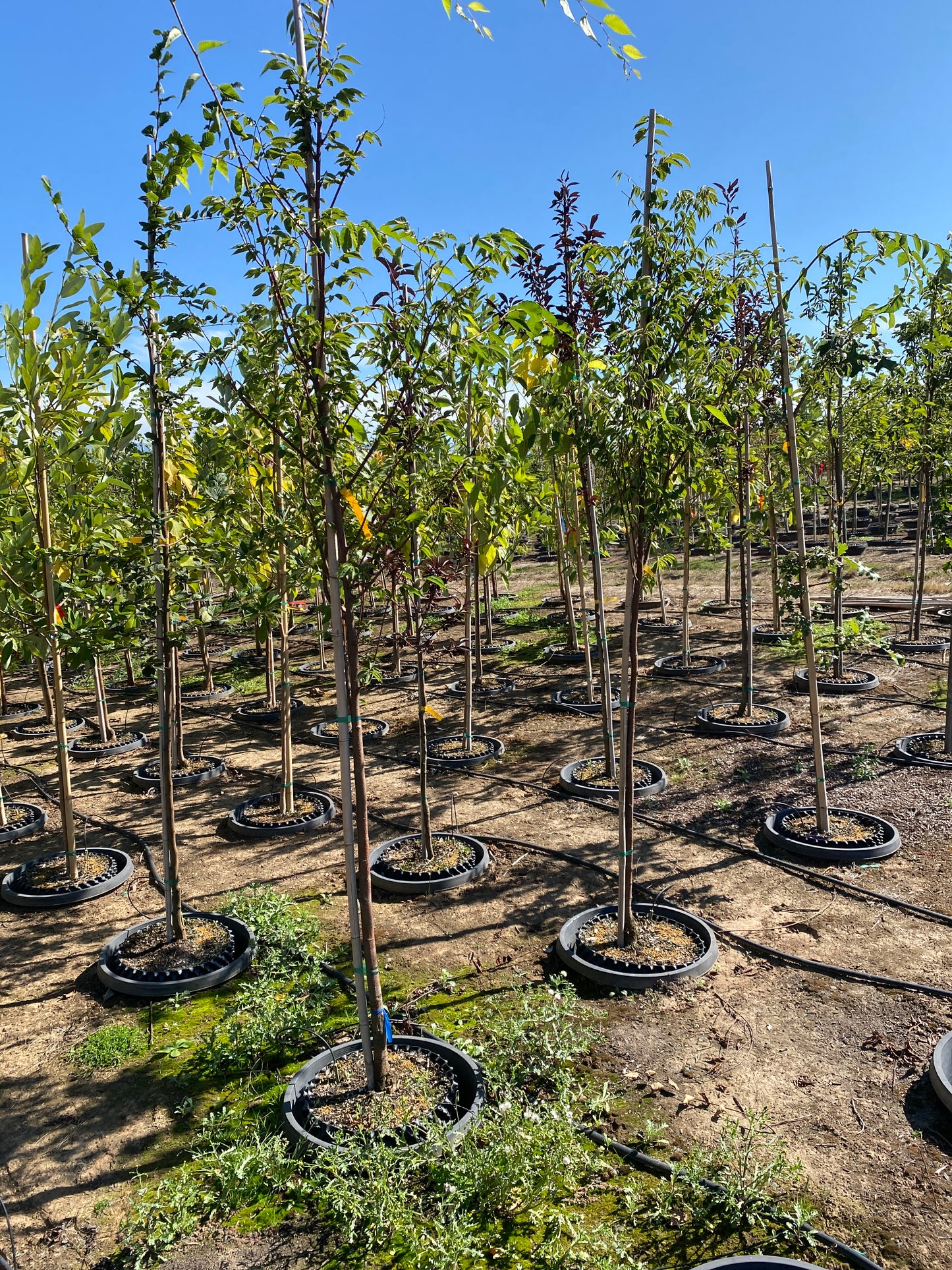 Green Vase Zelkova