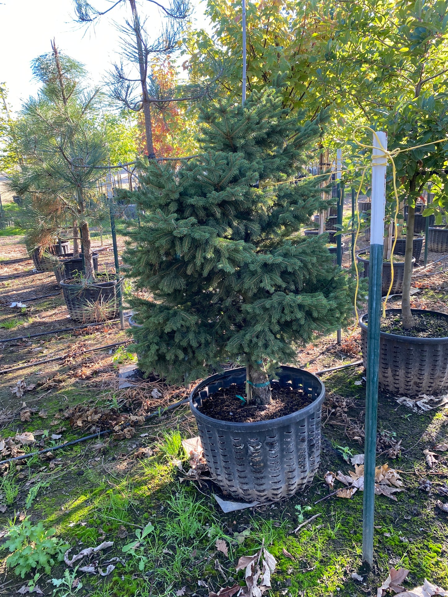 Black Hills Spruce