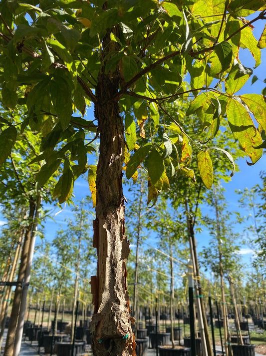 Three-Flowered Maple