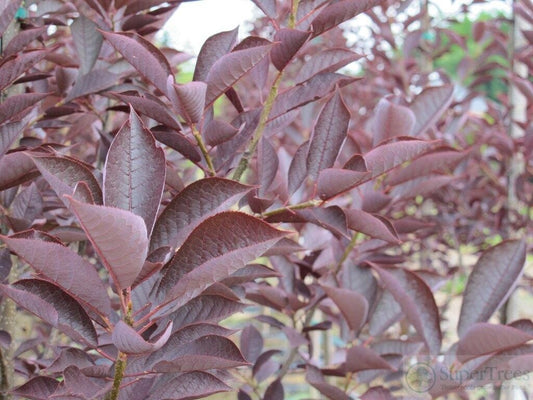 Canada Red Chokecherry