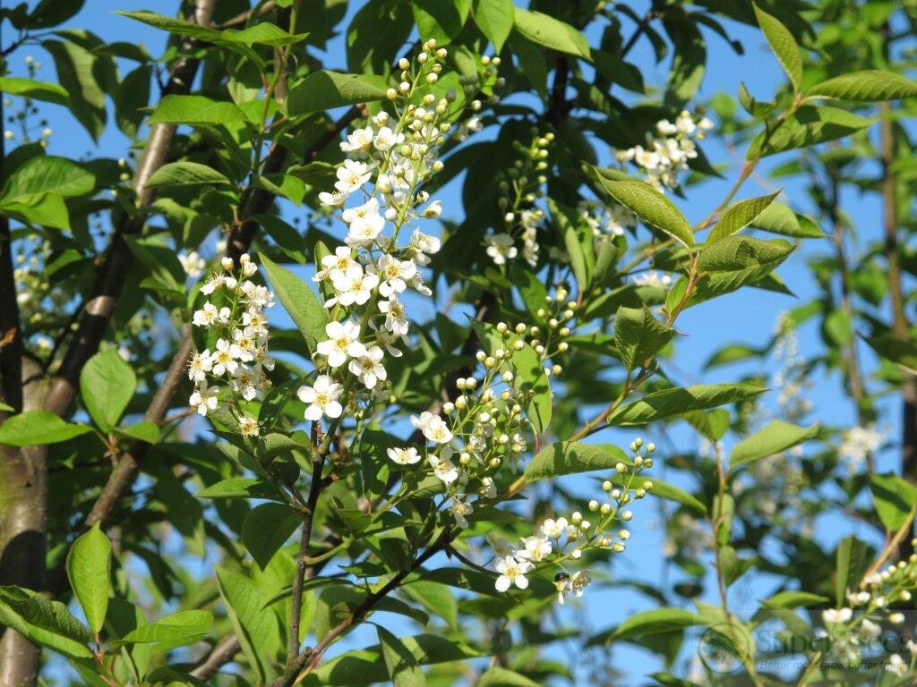 Canada Red Chokecherry