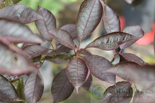 Canada Red Chokecherry