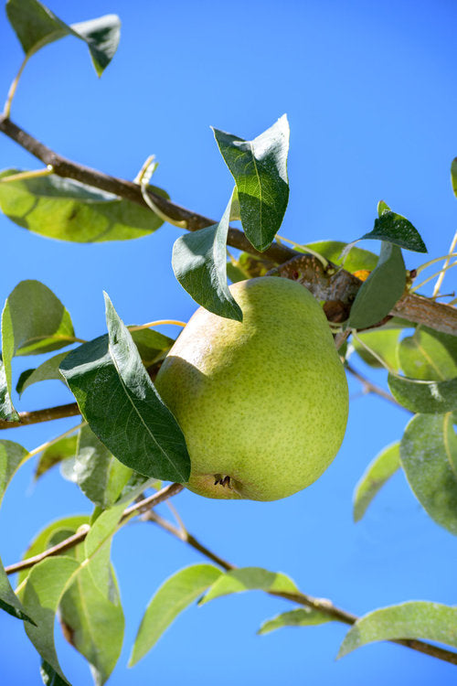 Anjou Pear