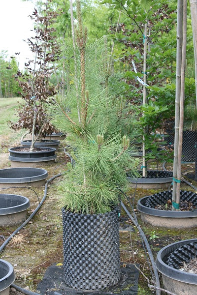 Austrian Pine