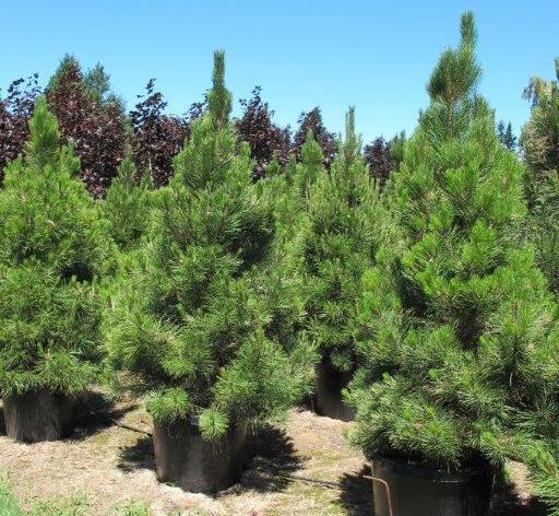 Austrian Pine