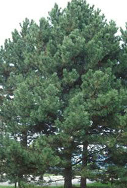 Austrian Pine