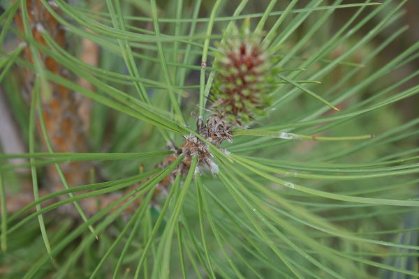 Austrian Pine