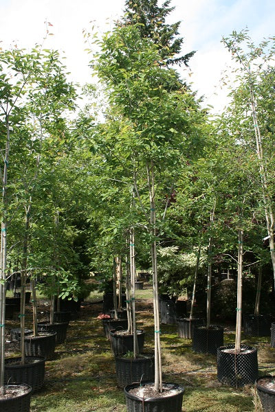 Autumn Brilliance Serviceberry