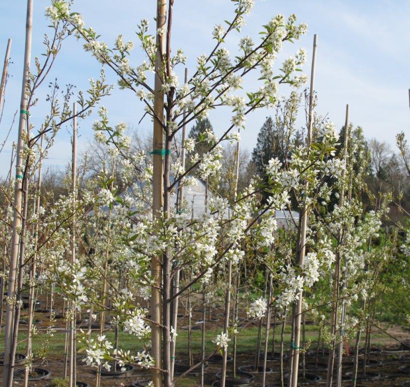 Autumn Brilliance Serviceberry