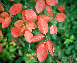 Autumn Brilliance Serviceberry