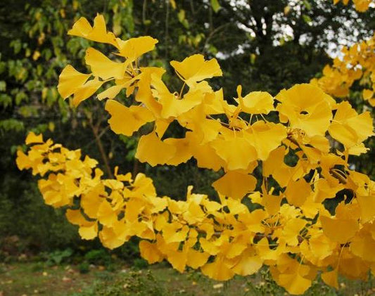 Autumn Gold Ginkgo