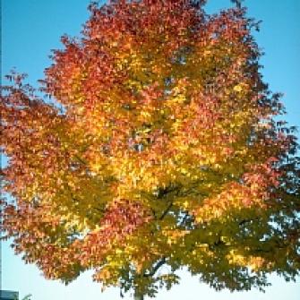 Autumn Purple Ash