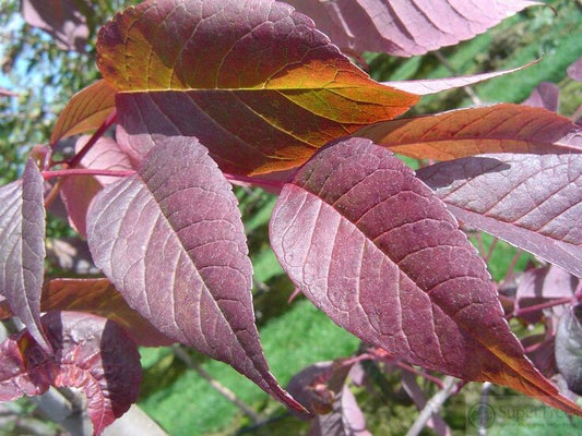 Autumn Purple Ash