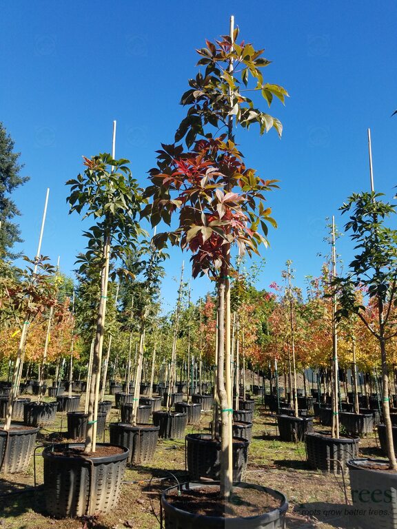 Autumn Splendor Horsechestnut