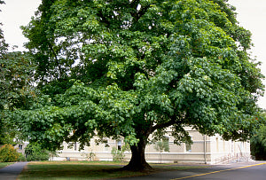 Bigleaf Maple