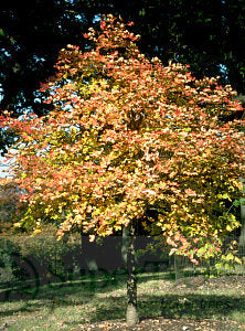 Bigtooth Maple