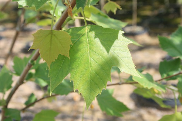 Bloodgood London Planetree