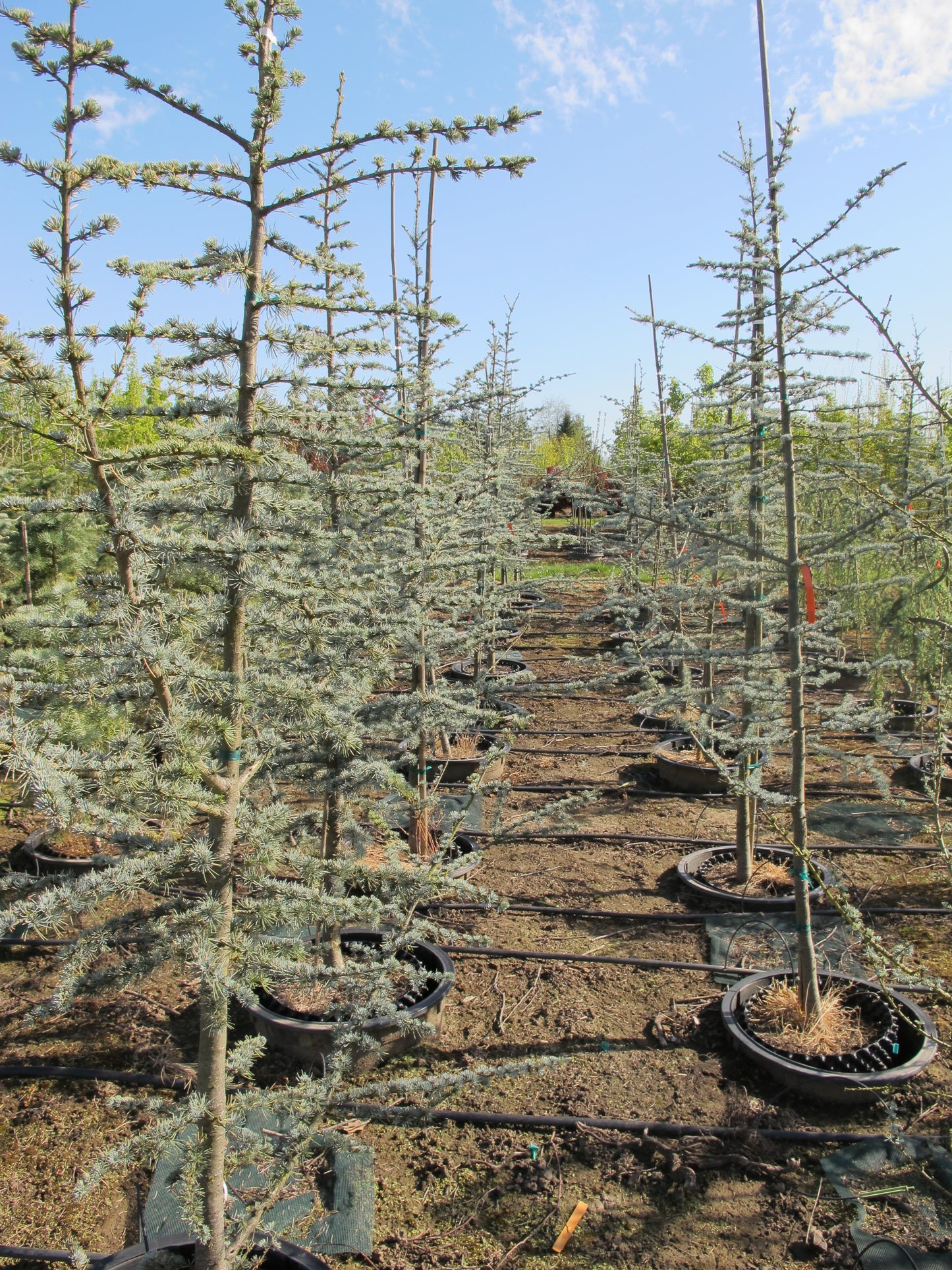 Blue Atlas Cedar