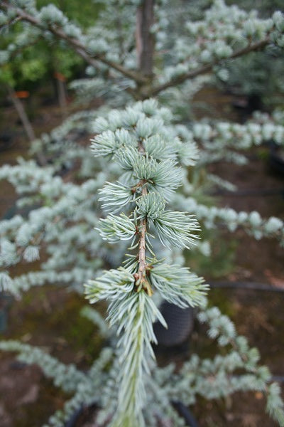 Blue Atlas Cedar