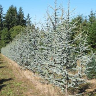 Blue Atlas Cedar