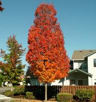 Bowhall Red Maple