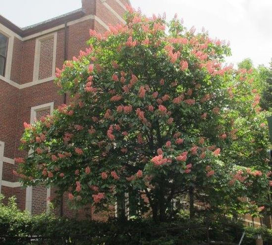 Briotii Red Horsechestnut