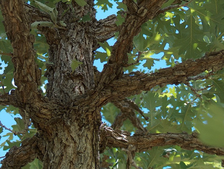 Bur Oak