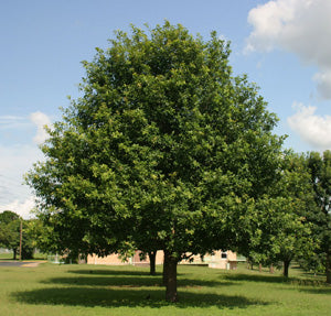 Bur Oak