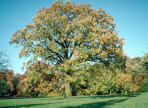 Bur Oak