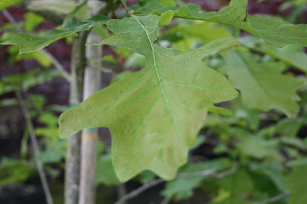 Bur Oak