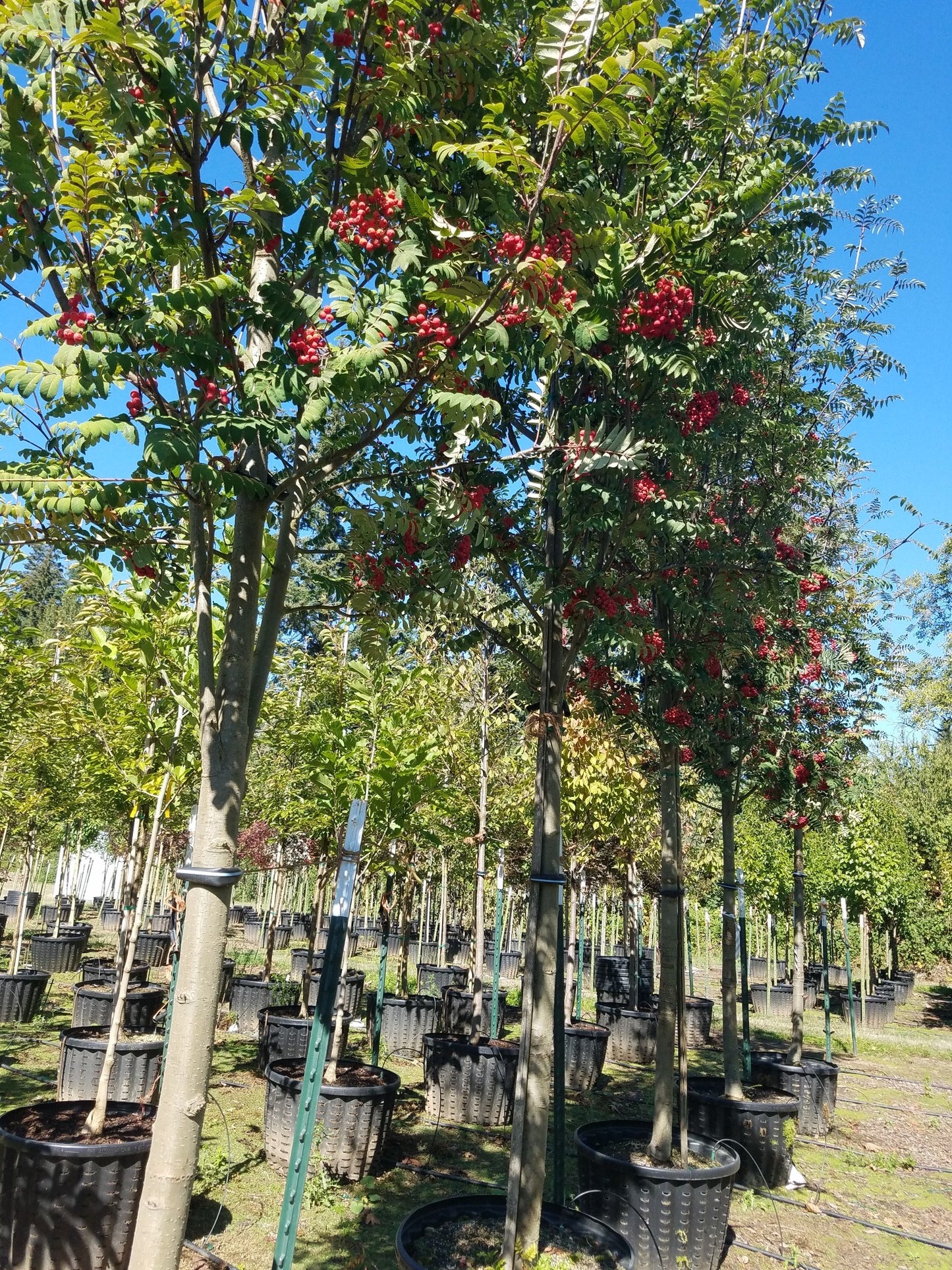 Cardinal Royal® Mountain Ash