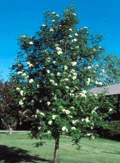 Cardinal Royal® Mountain Ash