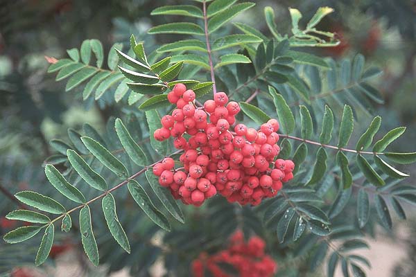 Cardinal Royal® Mountain Ash