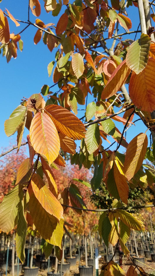 Cascara