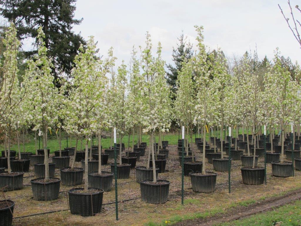 Chanticleer® Flowering Pear