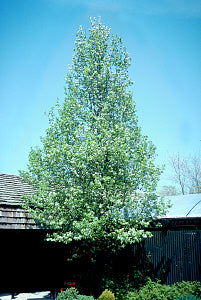 Chanticleer® Flowering Pear